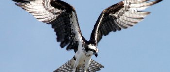 Cinquant’anni dopo il Falco pescatore torna a nidificare in Sardegna