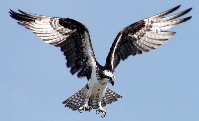 Cinquant’anni dopo il Falco pescatore torna a nidificare in Sardegna