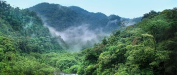 È online l’analisi delle foreste più completa al mondo
