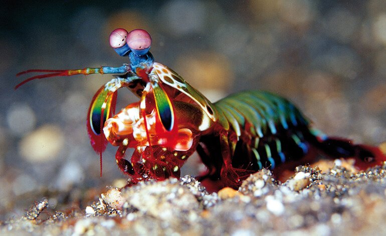 Un “pugile” inaspettatamente micidiale