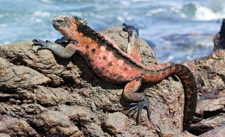Il banchetto subacqueo dell’iguana