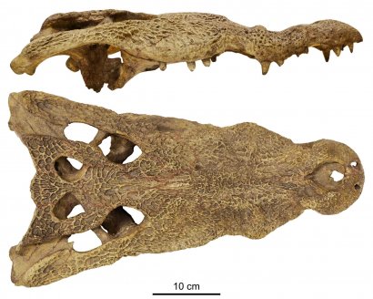Il cranio di C. checchiai