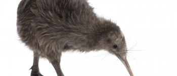 Kiwi, un uccello che mima i mammiferi