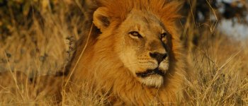 Sfide fra leoni nella savana del Savuti National Park