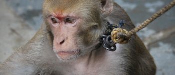 Videoinchiesta sulle scimmie sfruttate dall'industria del cocco