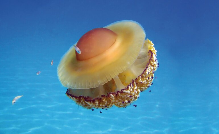 Medusa Cassiopea: un “uovo fritto” che galleggia nel mare