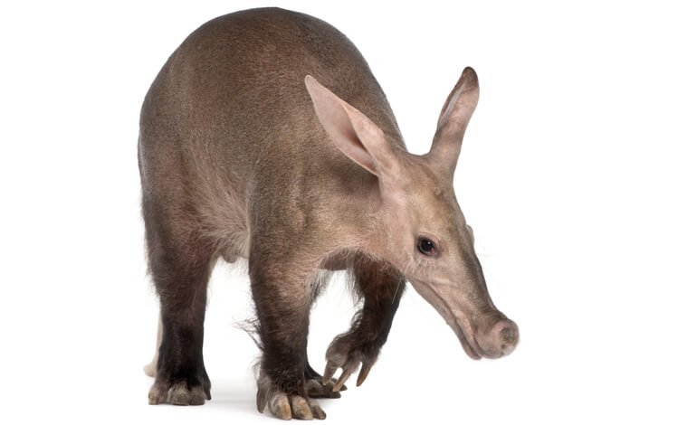 Chi scava troppo e chi per niente