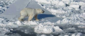 L’orso polare si estinguerà entro la fine del secolo