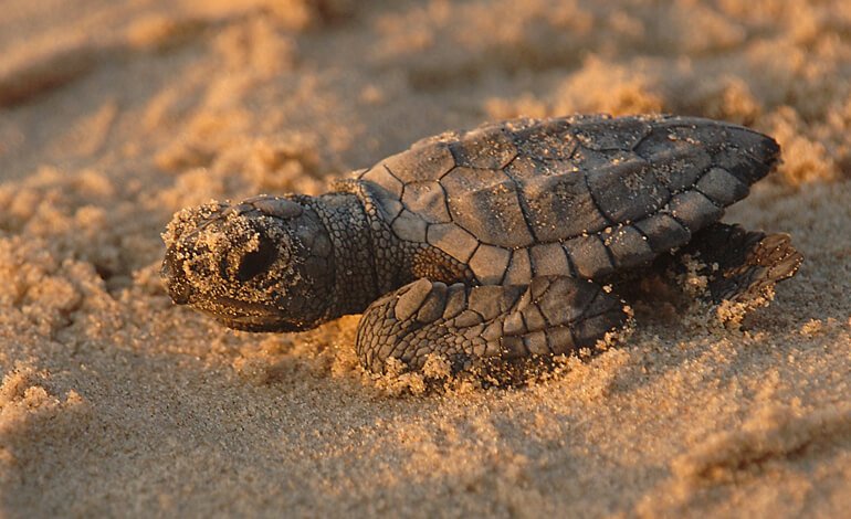 Le tartarughe marine amano le spiagge del Cilento