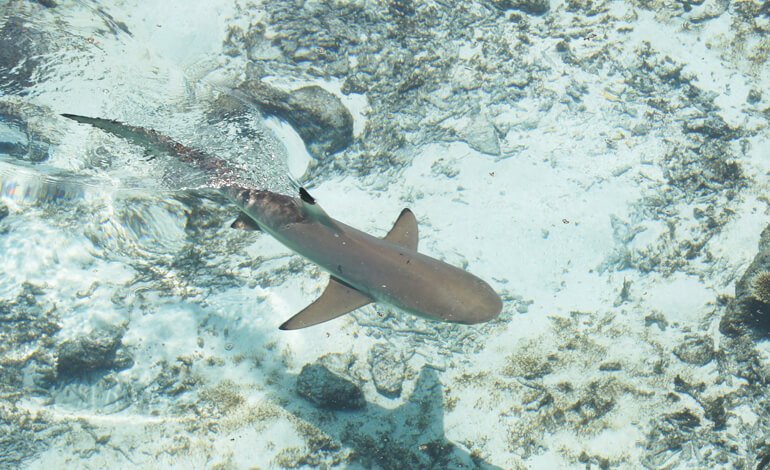 Gli squali del reef sono funzionalmente estinti