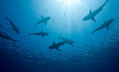 Oggi 14 luglio è la giornata mondiale degli squali