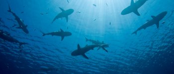 Oggi 14 luglio è la giornata mondiale degli squali