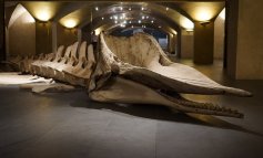 Squali e balene al Museo Marini di Firenze
