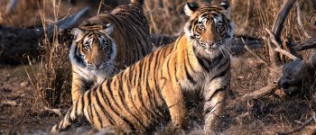 Buone notizie per le tigri nel giorno del Global Tiger Day