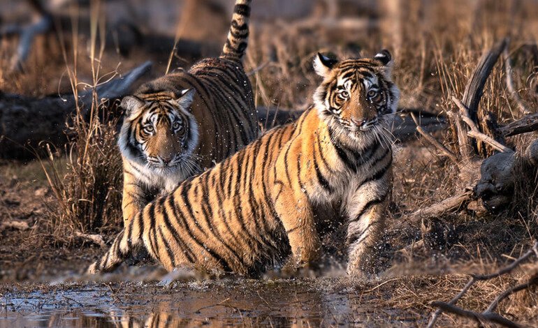 Buone notizie per le tigri nel giorno del Global Tiger Day