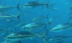 La pesca illegale di tonno rosso
