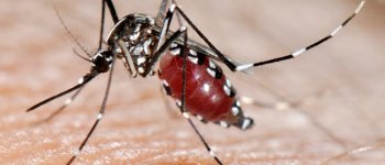 La zanzara tigre: aggressiva e diurna