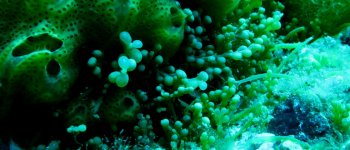 Le sentinelle del mare per contrastare l’alga infestante