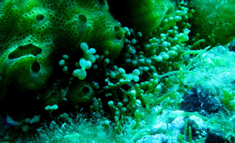 Le sentinelle del mare per contrastare l’alga infestante