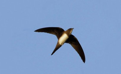Alpine martin