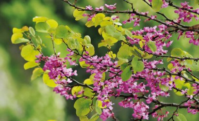 Cercis_siliquastrum