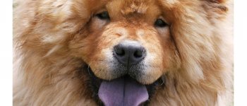 Perché i cani hanno sempre la lingua di fuori?