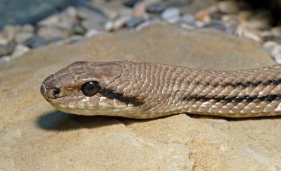 Elaphe_quatorlineata