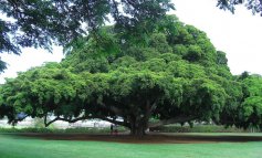 Acheng: un albero come testimonianza