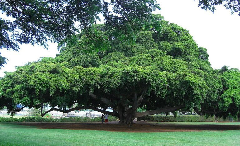 Acheng: un albero come testimonianza