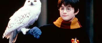 Gli effetti di Harry Potter sui gufi di tutto il mondo