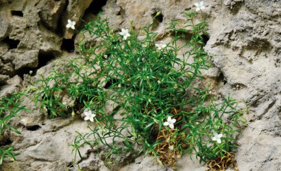 Moehringia_papulosa