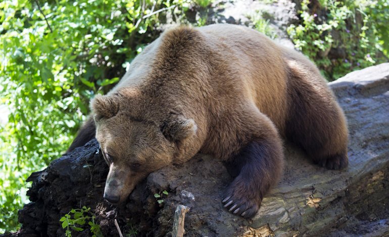 L’orso M49 si è tolto il collare