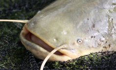 Contenere il pesce siluro per proteggere la biodiversità
