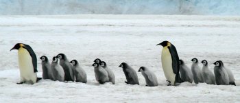 La tribù fantasma dei pinguini imperatore