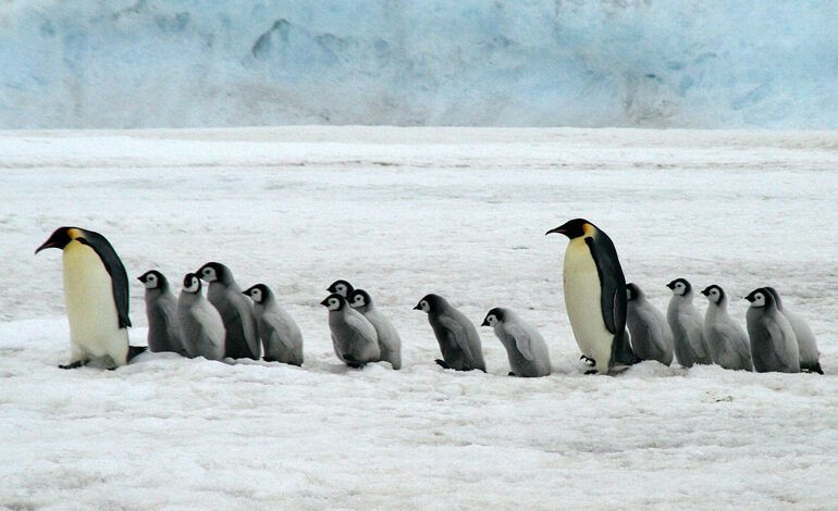 La tribù fantasma dei pinguini imperatore