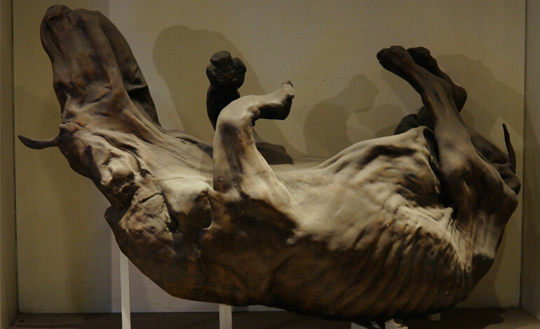 Rinoceronte lanoso mumificato