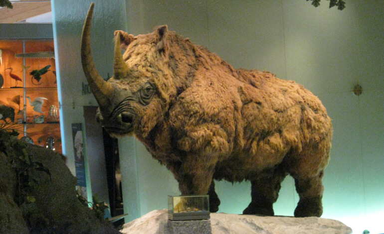 Rinoceronte lanoso