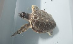 Una rete per curare le tartarughe marine