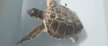 Una rete per curare le tartarughe marine