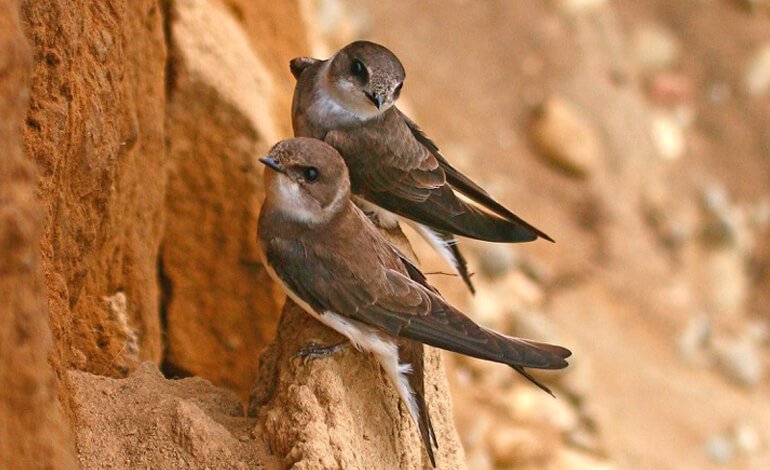 Topino, la rondine scavatrice