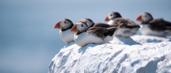 Il riscaldamento globale cambia la biologia riproduttiva degli uccelli