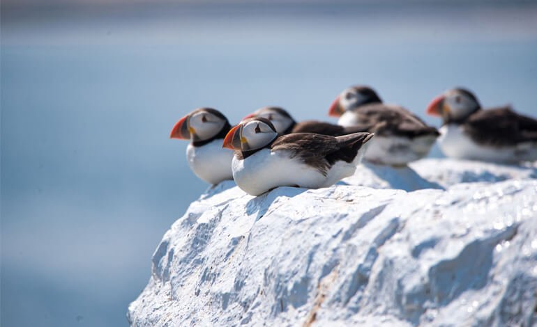 Il riscaldamento globale cambia la biologia riproduttiva degli uccelli