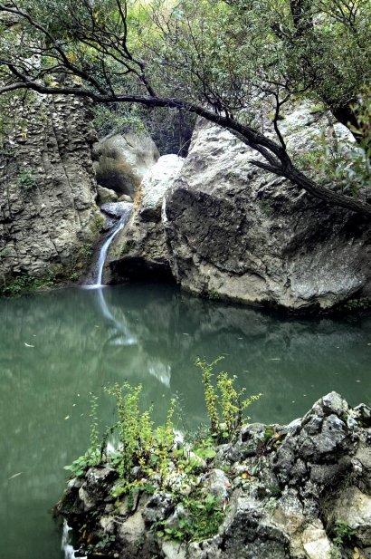 Pozza nella foresta