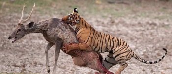 L'evoluzione della tigre, tra eruzioni vulcaniche e lotta con altri felini