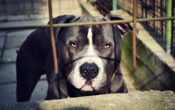 Il recupero comportamentale dei cani da combattimento salvati