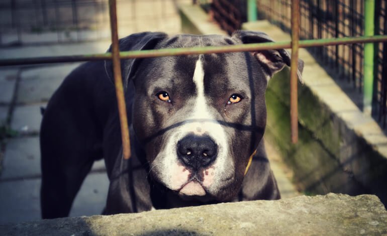 Il recupero comportamentale dei cani da combattimento salvati