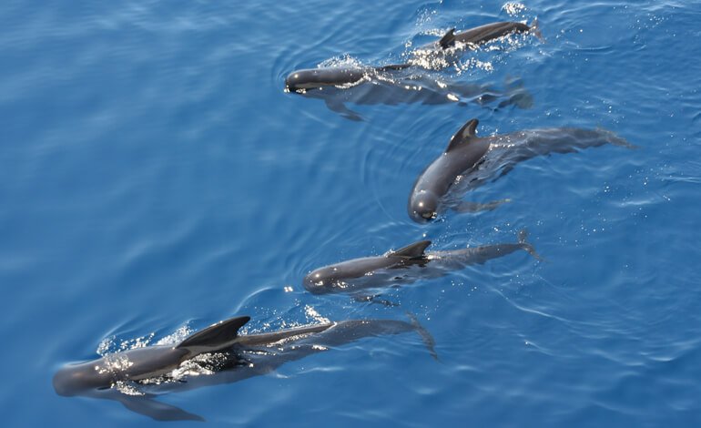 Una firma per i cetacei