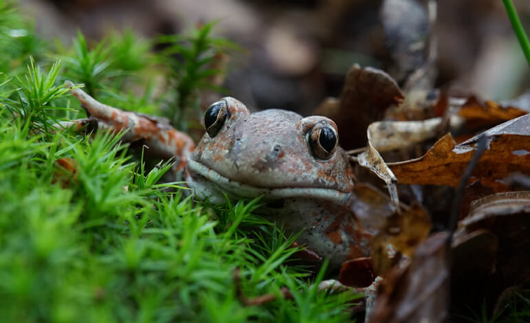 5 milioni per il Pelobate Fosco, rospo con gli occhi da vipera