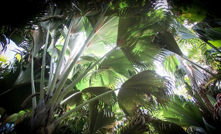 L’organizzazione ambientalista SIF assume la tutela del coco de mer
