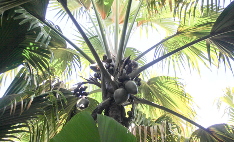 Seychelles coco de mer
